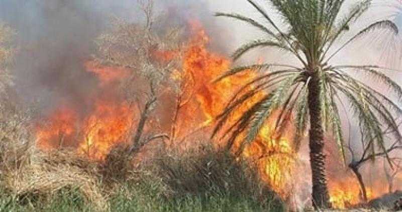 إخماد حريق بأشجار النخيل بقرية عزبة المصري في إدفو