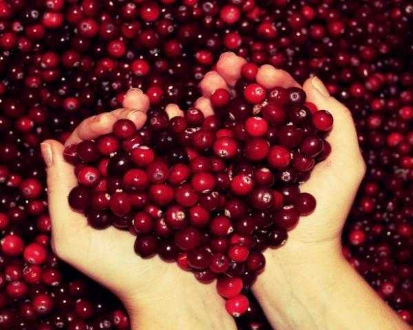 تعرف على ... فاكهه التوت البرى