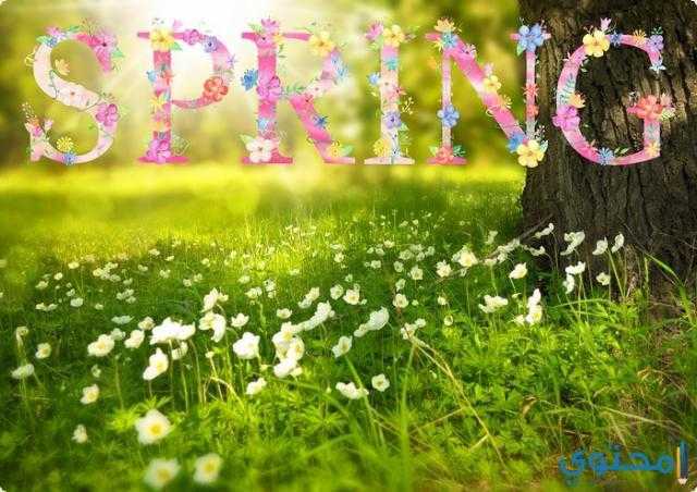 ديكورات 2019 لشم النسيم تبرز جمال الطبيعه