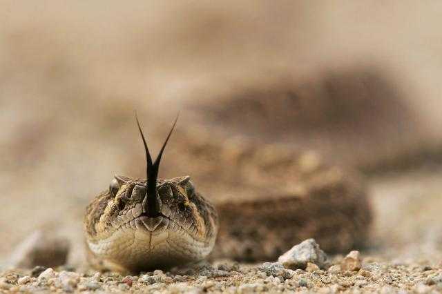 مسن هندى يفقد حياته بعد تبادل ”العض” مع ثعبان