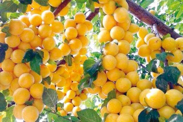 «المشمش» يقاوم ظهور التجاعيد.. واحذر تقطيعه بالسكين