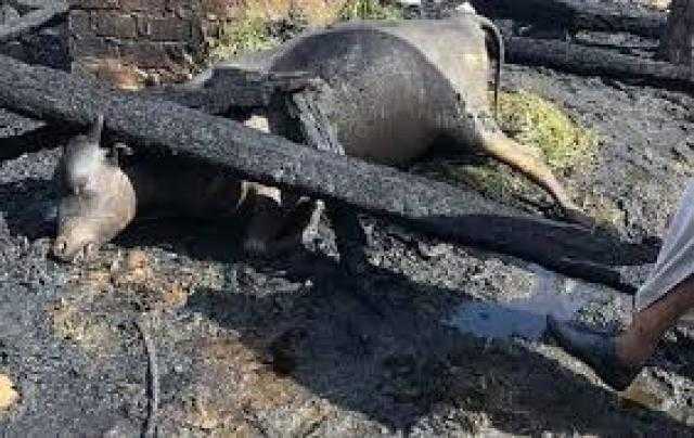 حريق هائل بحظيرة مواشي بطنطا