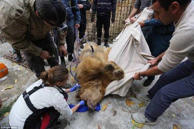 بعد ما عاش 10 سنين جوا قفص.. تحرير دبة وأولادها فى الغابات..