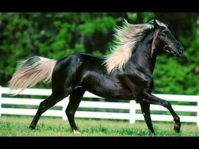 لو غاوي خيل 7 نصائح لتقديم أكل صحي للحصان