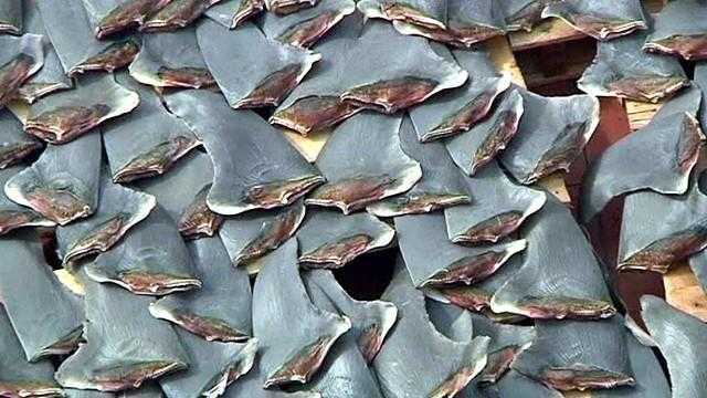 كندا تحظر استيراد وبيع زعانف سمك القرش
