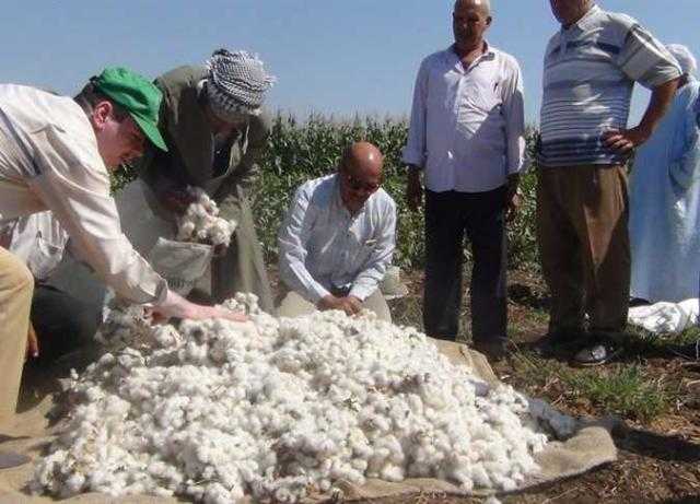 زراعة البرلمان»: توجيهات السيسي باستعادة المكانة العالمية للقطن المصري يعيده للريادة مجددًا