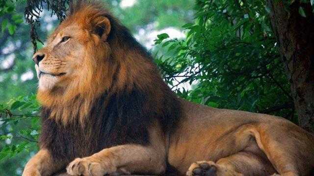سر جلوس الأسد فوق الشجرة بقصر ملكة بريطانيا