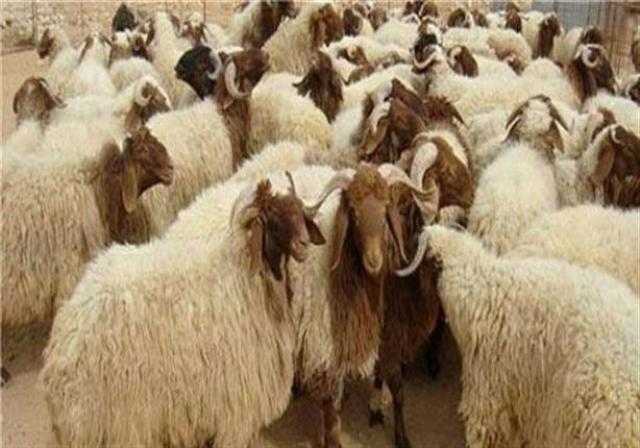 الامتناع عن قص الشعر والأظافر.. شروط وسنن ذبح الأضحية