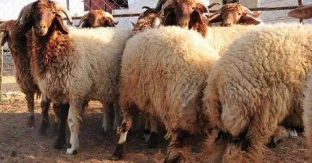 البحوث الإسلامية تُفند الشروط التي يجب توافرها في الأضاحي