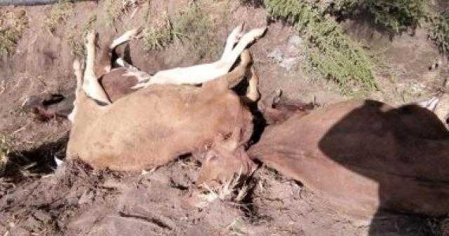 بالصور.. أمن الشرقية يضبط متهمين حاولا ذبح 22 عجلا مسمومًا  
