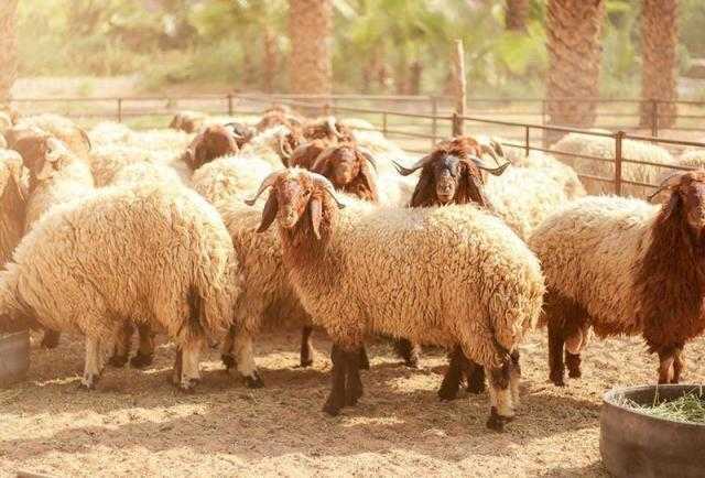 هل يجوز ذبح شاة الأضحية قبل العيد؟.. الإفتاء تجيب