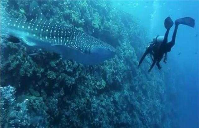 شاهد ظهور قرش حوتى عملاق طوله 8 أمتار بشعاب ألفنستون بمرسى علم