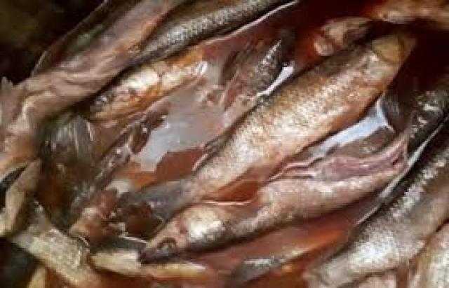 ضبط 12 طن فسيخ فاسد في كفر الشيخ