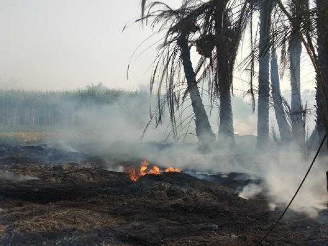 نفوق 31 رأس ماشية بحريقين في 4 أحواش بالأقصر