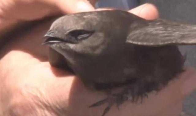 شاهد.. مواطن جزائري يعثر على طائر ”أبابيل” النادر