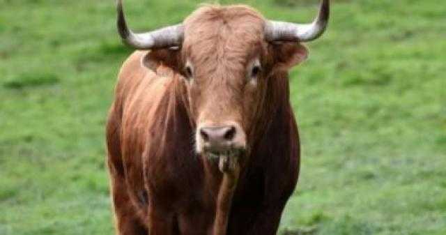 ثور يتسبب في قطع الكهرباء عن بلدة كاملة بسبب شعوره بالحكة