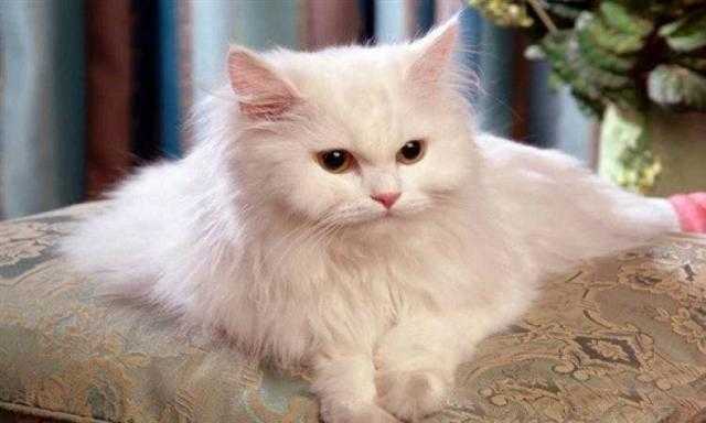 كورونا يصيب قطة ثانية فى فرنسا