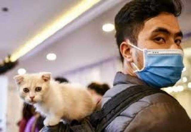 طبيب يحذر أصحاب القطط من فيروس كورونا