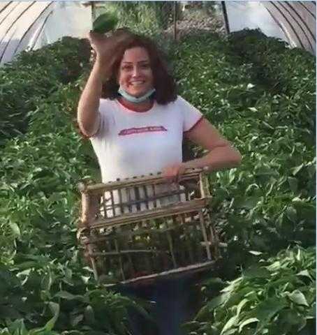 شاهد.. بشرى تجمع محصول الفلفل على أنغام الفلكلور الشعبى