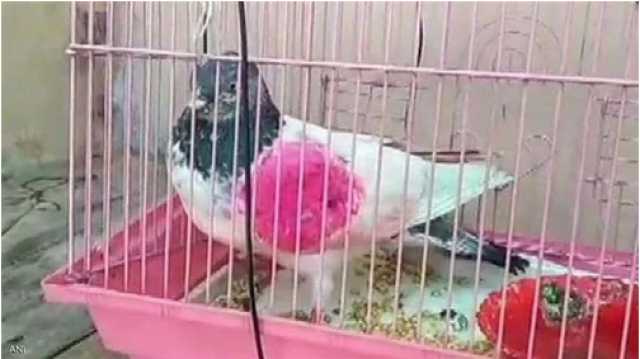 الحمامة الجاسوسة تثير القلق في الهند