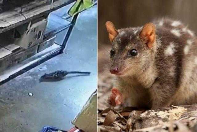 في ظل كورونا.. حيوان مهدد بالانقراض يقتحم متجراً أسترالياً