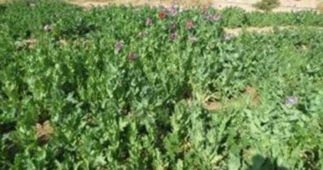 ضبط أشجار بانجو وسط الزراعات في كفر الشيخ