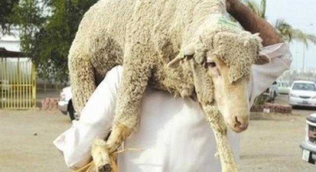 هل يجوز إخراج الزكاة في صورة أضحية ؟ أمين الفتوى يوضح