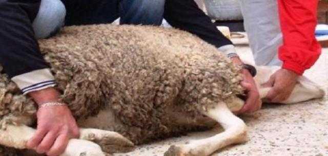 شروط الذبح في العيد وكيفية توزيع الأضحية.. فيديو