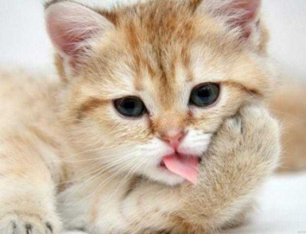 دواء للقطط قد يشفي مرضى كورونا.. ما القصة؟
