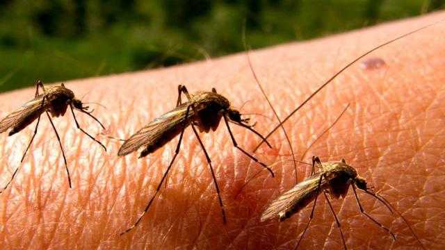 سحب ضخمة من البعوض تغطي أمريكا.. وتقتل الحيوانات