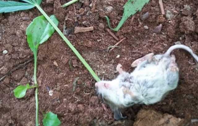 موقف ساخر.. فأر يدمن المخدرات داخل مزرعة قنب بكندا