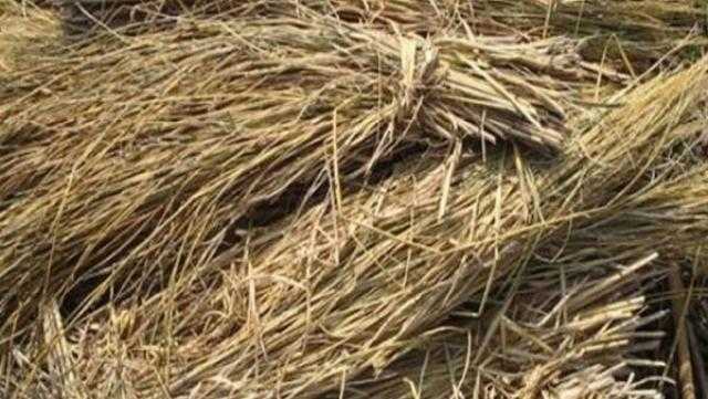 جمع وتدوير أكثر من 1.9 مليون طن قش أرز