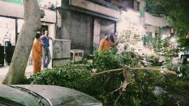 إعادة حركة المرور بعد سقوط شجرتين بسبب الطقس السىء في الوايلى
