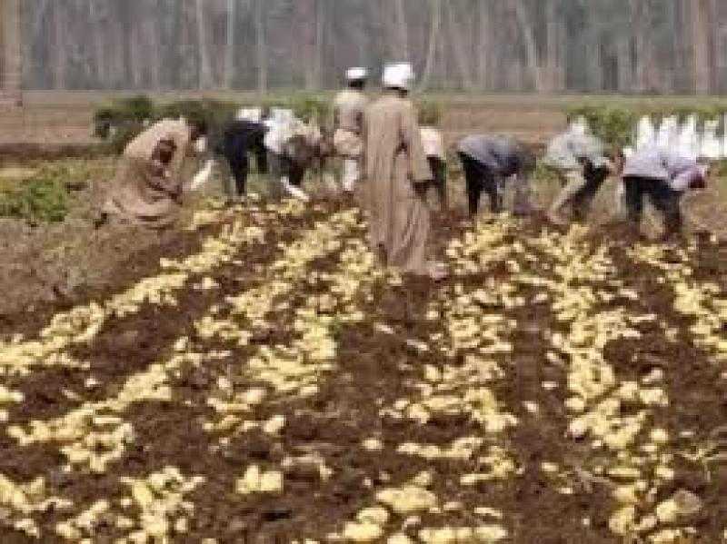 وزارة الزراعة: نظام رقمي للتأكد من خلو البطاطس المصدرة من العفن البني