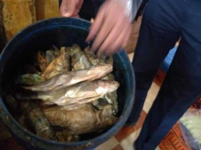 ضبط 15 طن بويات مجهولة المصدر.. و100 كيلو سمك ماكريل فاسد بالبحيرة