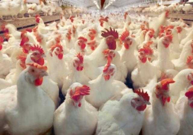 بعد كورونا والفطر الأسود.. إنفلونزا الطيور يتفشى في العراق