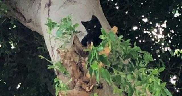 الحماية المدنية تُنقِذ قط علِقَ أعلى جهاز تكيف في الإسكندرية