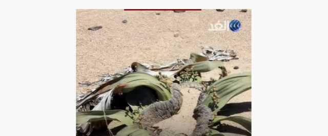 بالفيديو.. نبات لا يموت موجود على الحدود بين أنجولا وناميبيا.. ما سره؟