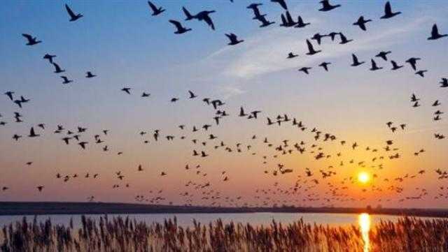 أولى أسراب الطيور المهاجرة تصل مصر