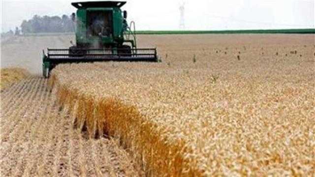 نقيب الفلاحين: تكليفات الرئيس بدعم مزارعي القمح تسرع خطواتنا نحو الاكتفاء الذاتي