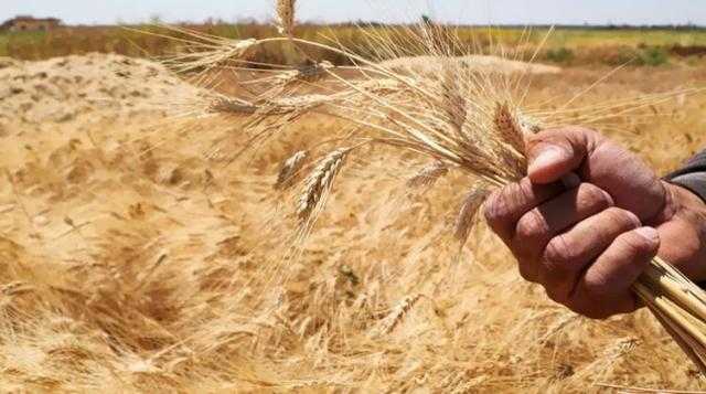 ضبط 200 طن أقماح محلية محظور تداولها