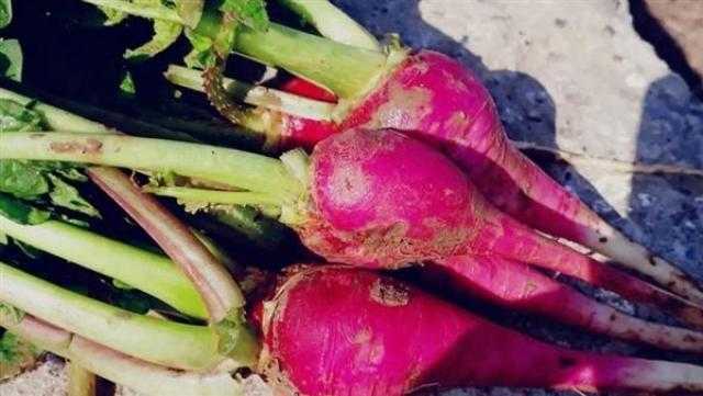 12 فائدة للفجل الأحمر.. تعرف عليها