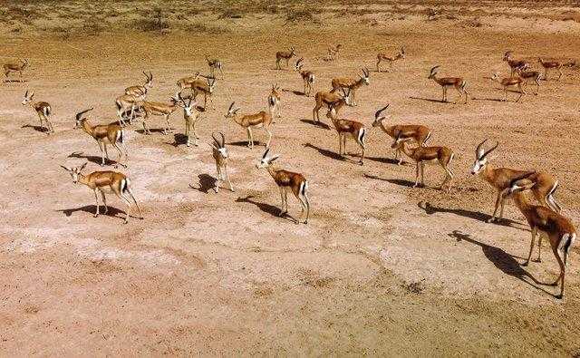 مهددة بالانقراض..غزلان الريم في العراق تهلك بسبب الجوع | صور
