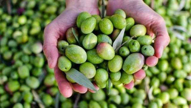 ضبط 100 طن زيتون غير صالح للاستهلاك في المنوفية