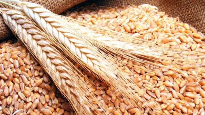 إحباط بيع 128 طن قمح محلى بالسوق السوداء