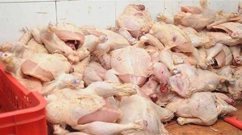 ضبط 13.6 طن لحوم ودواجن فاسدة بالجيزة