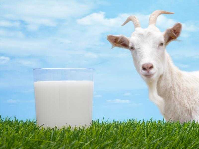 فوائد حليب الماعز للبشرة