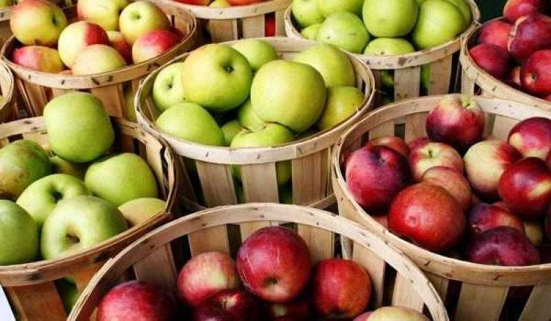 8 حقائق مهمة عن التفاح.. تعرف عليها