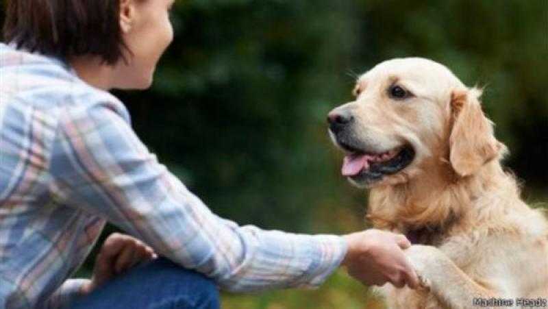 دراسة: الكلاب تستطيع تمييز الإنسان المتوتر من خلال رائحة عرقه