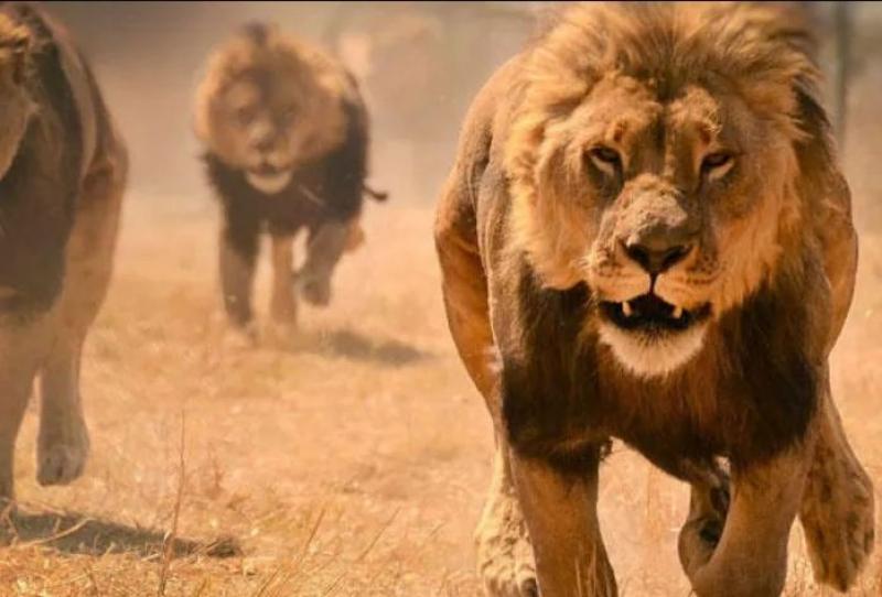 إغلاق حديقة حيوان أسترالية بعد هروب خمسة أسود.. أين ذهبت؟